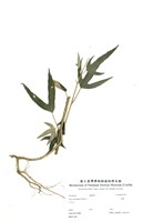 藏品(青楓)的圖片